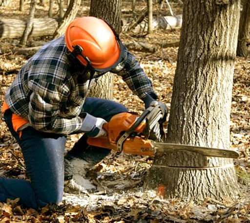 Tree Removal in Blodgett Mills, NY